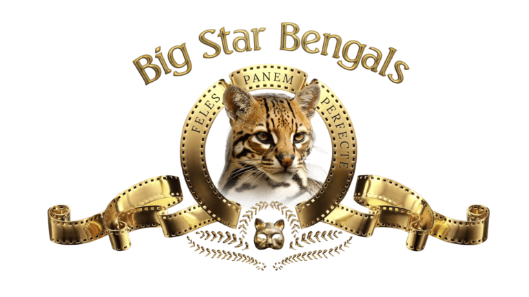 Big Star Bengals Logo