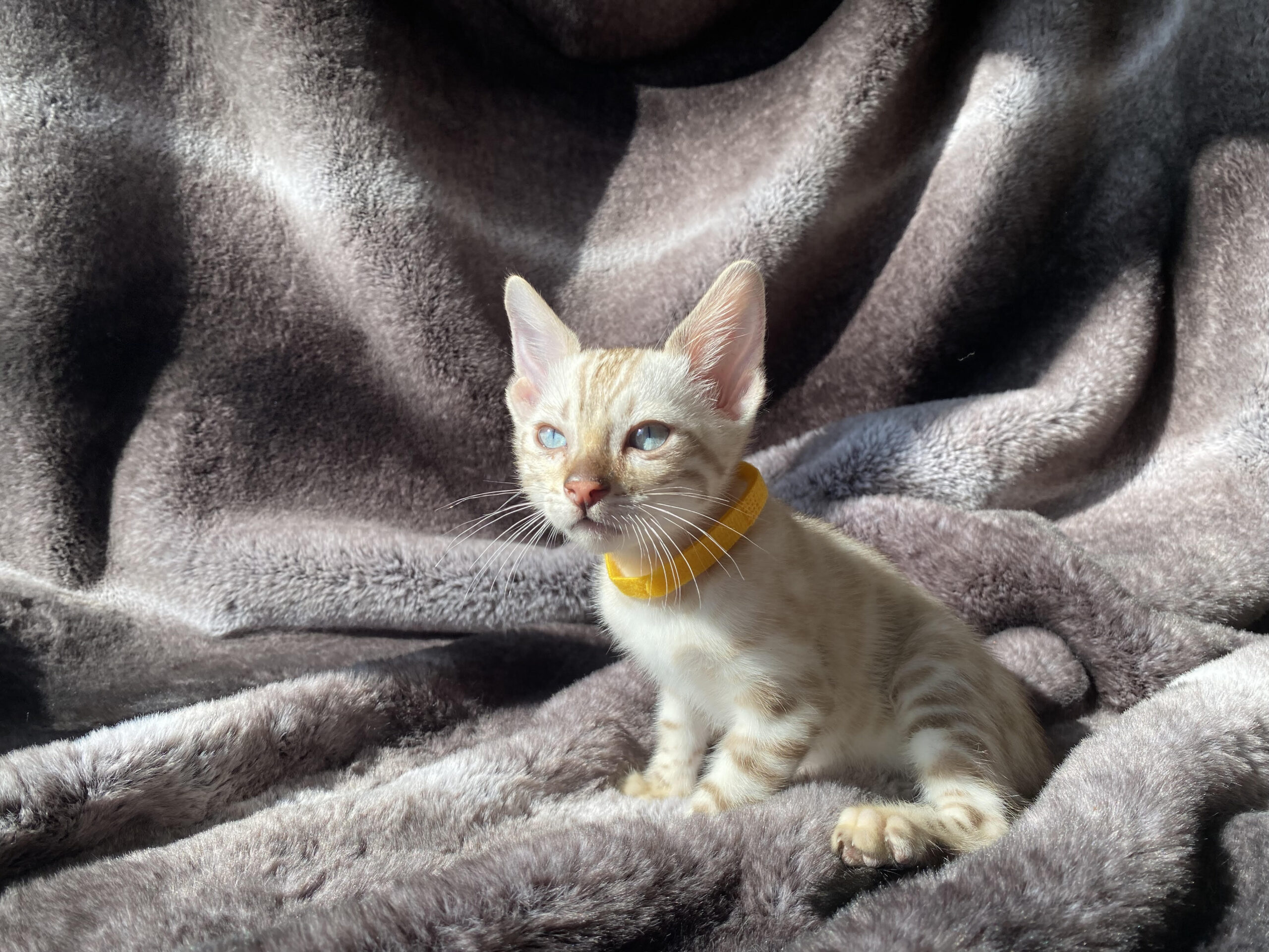Snow Mink Bengal Kitten For Sale in Canada