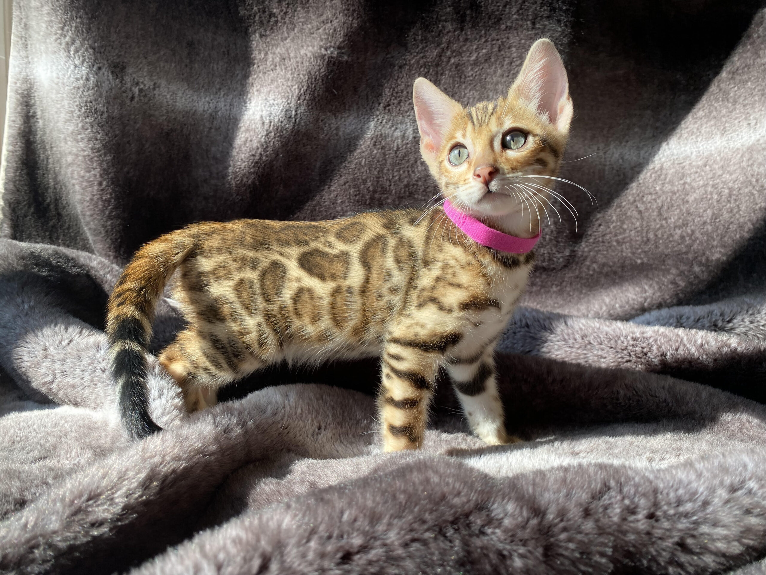 Gold Bengal Kitten For Sale in Canada